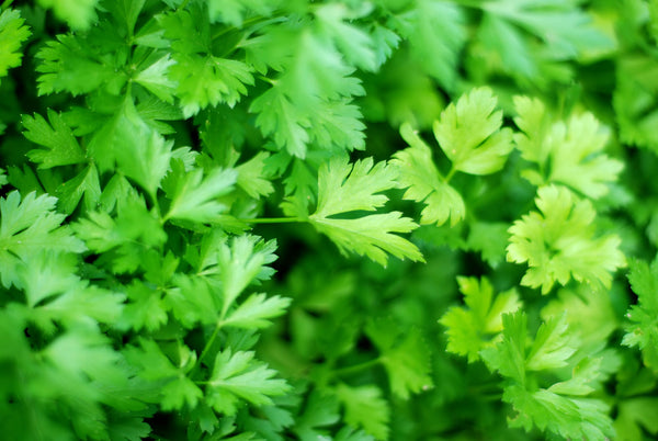 Parsley. fresh, Italian